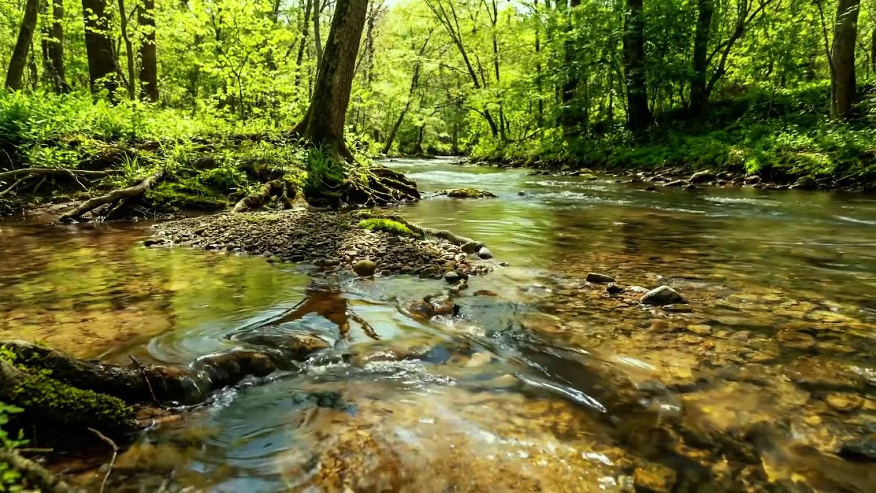 Symphony of Forest Ambience, Flowing Stream and Birds Singing, Calming Water Sound for ASMR