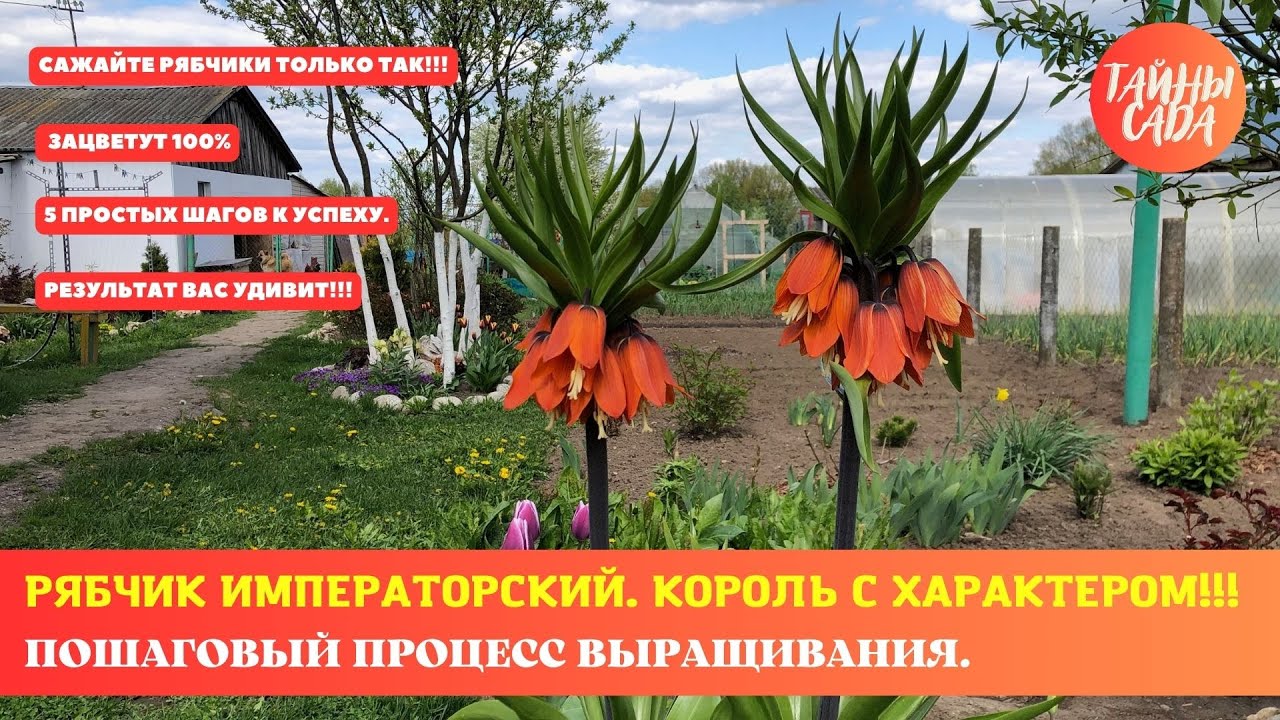 САЖАЙТЕ РЯБЧИКИ ТОЛЬКО ТАК! ЗАЦВЕТУТ 100%. РЯБЧИК ИМПЕРАТОРСКИЙ. ПОШАГОВЫЙ ПРОЦЕСС ВЫРАЩИВАНИЯ.