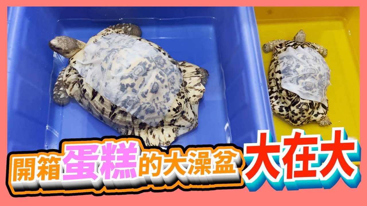 【豹龜】東非肯亞豹紋陸龜日常生活291~開箱蛋糕的大澡盆大在大~