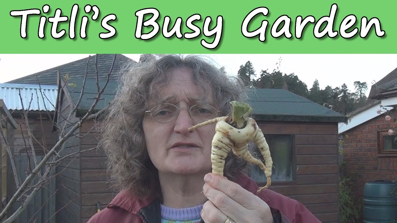 Mutant Vegetables - Titli's Busy Garden 2013 Week 47