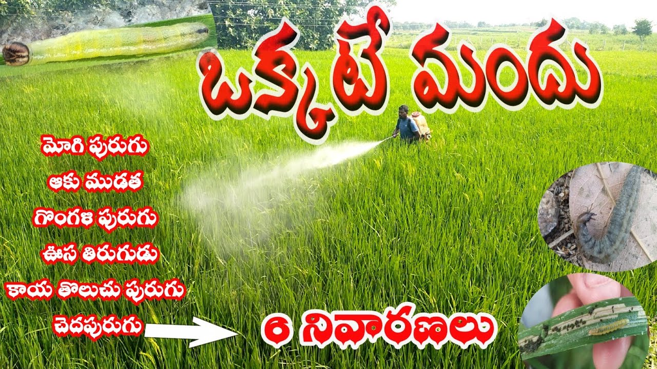 ఒక్కమందుతో   అన్నిటికీ చెక్.// మోగి//ఆకుముడత//గొంగళి పురుగు//వూస//కాయతొలుచూపురుగు//తెల్లకాంకి//నల్లి