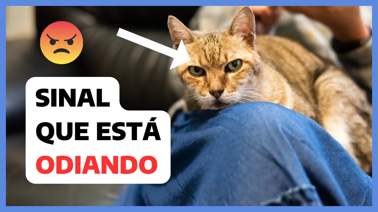 Revelado - Por que alguns gatos GOSTAM e outros ODEIAM colo?