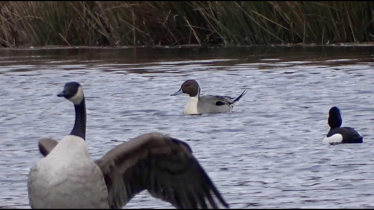 Northern Pintail [song in second part] - Pijlstaart