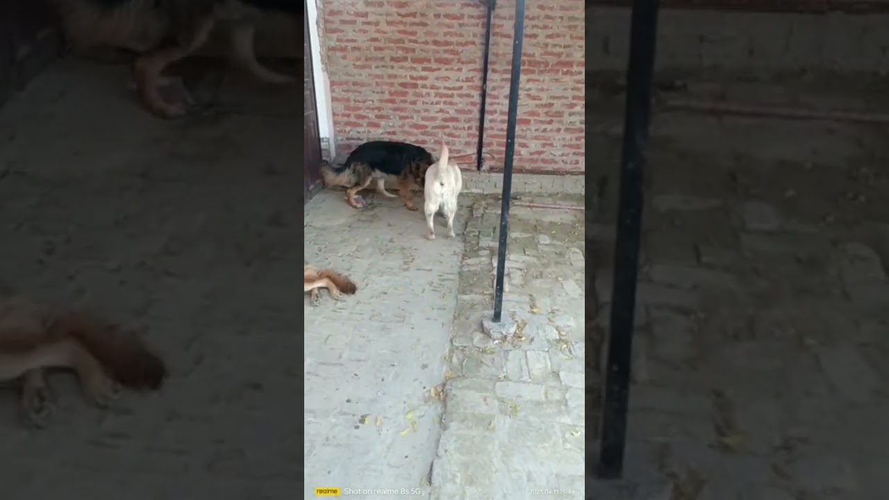 lebrador dog and German shepherd dog 