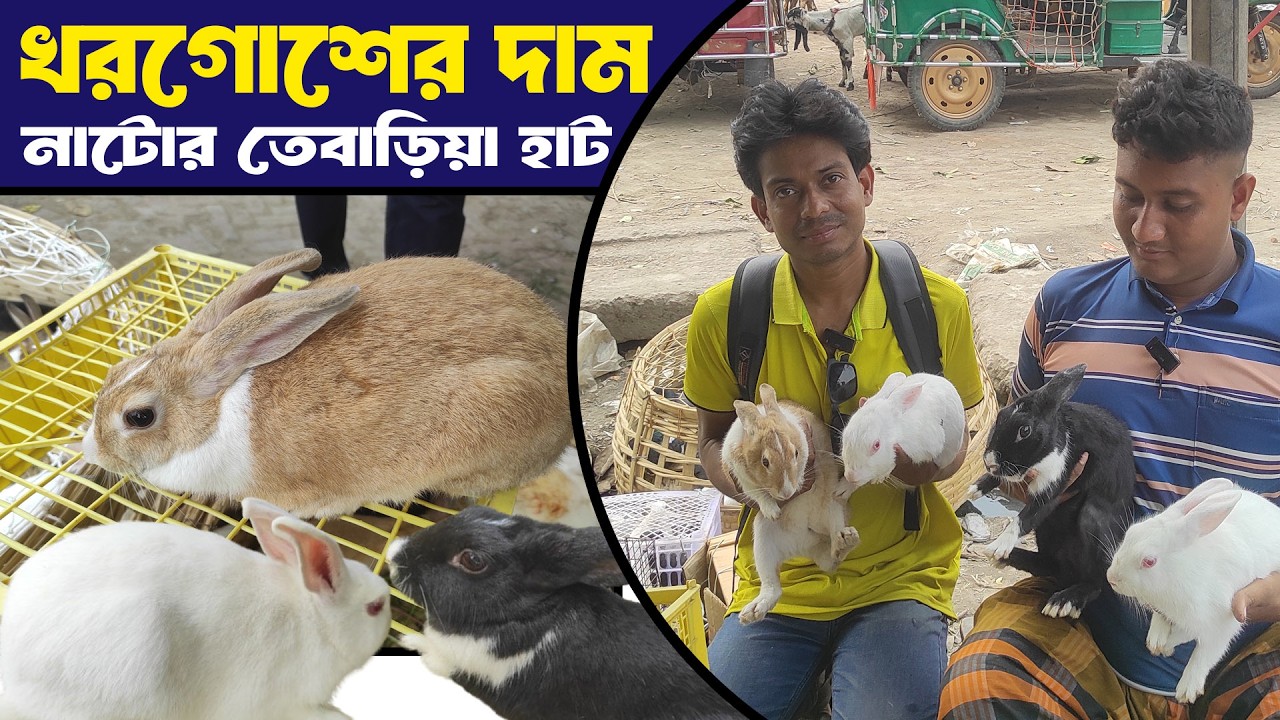 খরগোশের দাম ২০২৬ নাটোর তেবাড়িয়া হাট থেকে খরগোশের দাম জানুন ।Khorgosher Dam 2026 Rabbit price in bd