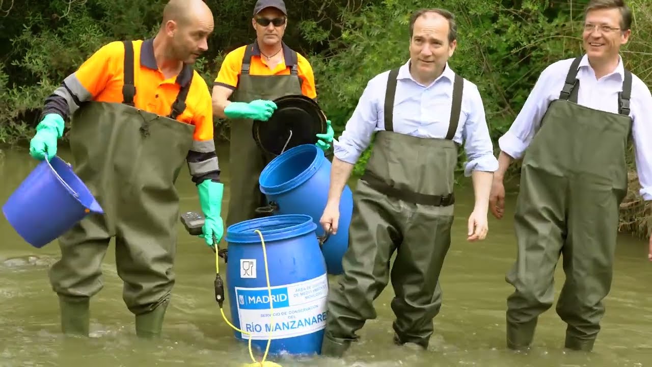 Reintroducimos en el Manzanares especies de peces catalogadas como vulnerables y protegidas