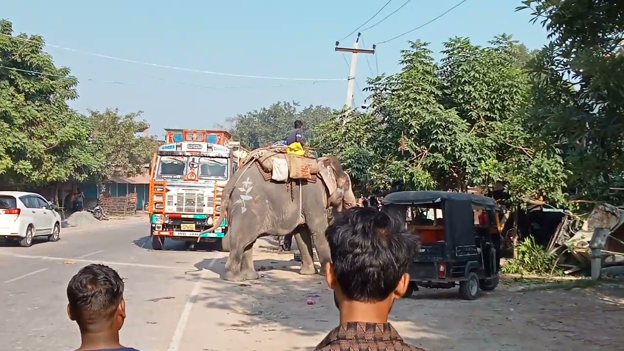 पागल हुआ हाथी।|