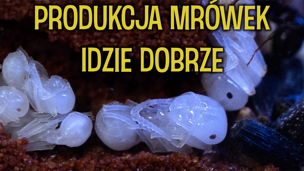 Ziemne gniazdo Messor i reszta mrówek 🤩 Rhytidoponera, Camponotus, Manica