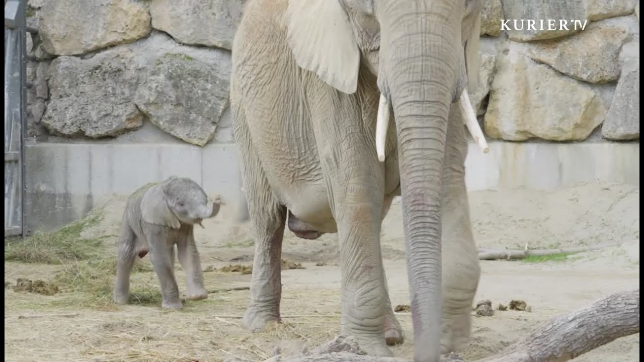 Neues Elefantenbaby in Sch&ouml;nbrunn stark und fit von Beginn an
