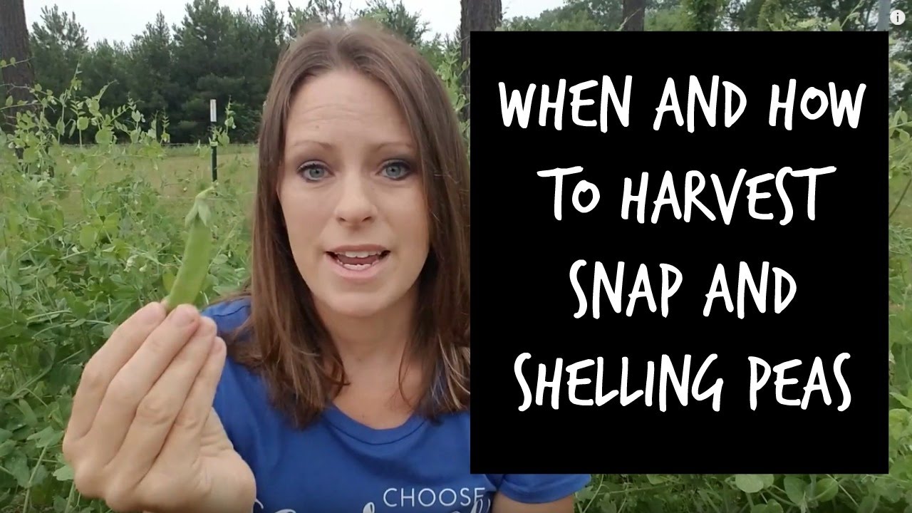 How to Harvest Snap and Shelling Peas