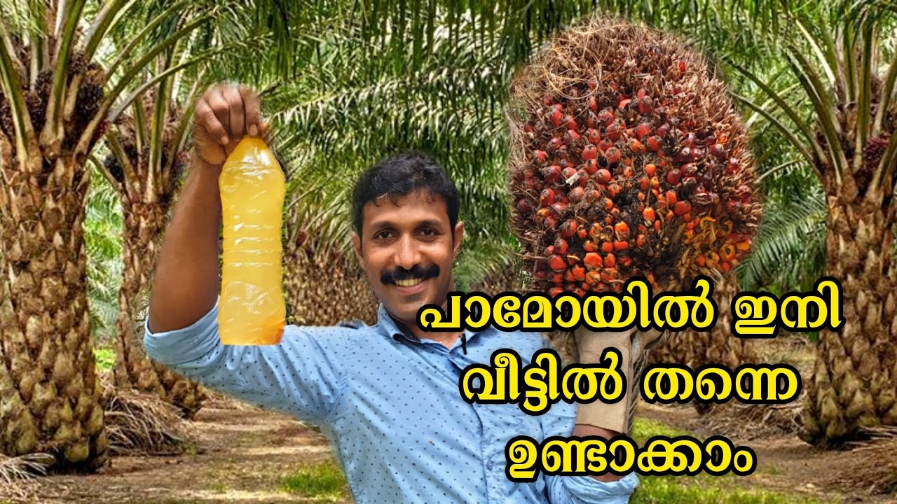 Palm oil Preparation at Home | How to make Palm oil at Home