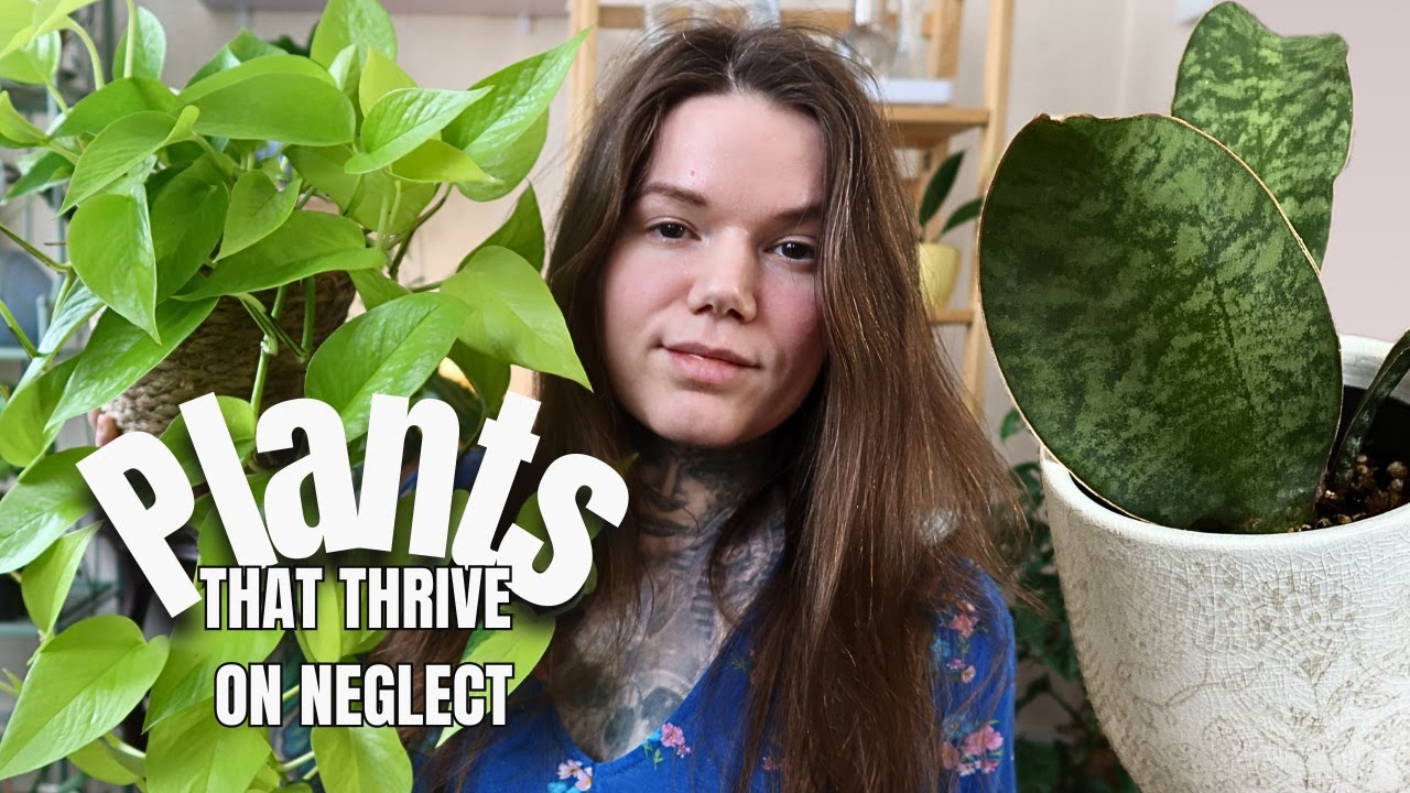 Hardy Unkillable Indoor Plants For Any Houseplant Collection