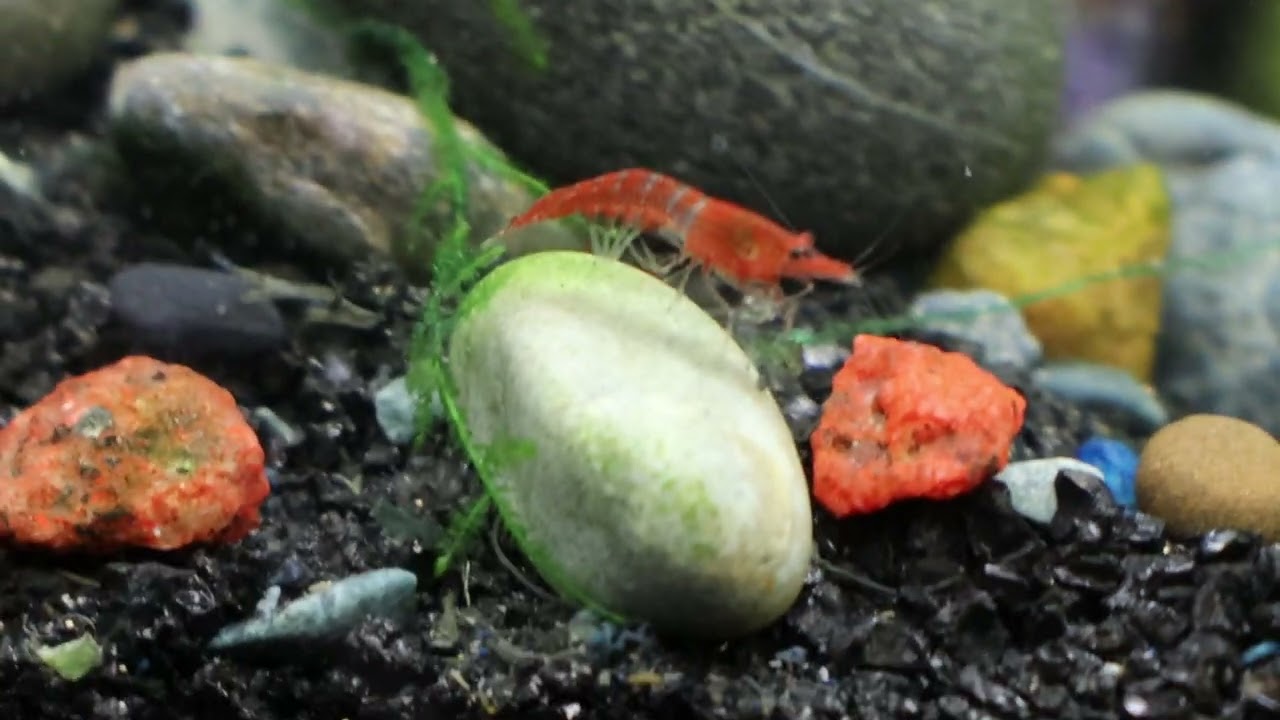 easy Breeding Red cherry Shrimp سهولة تفريخ الجمبري الأحمر شيرى شريمب