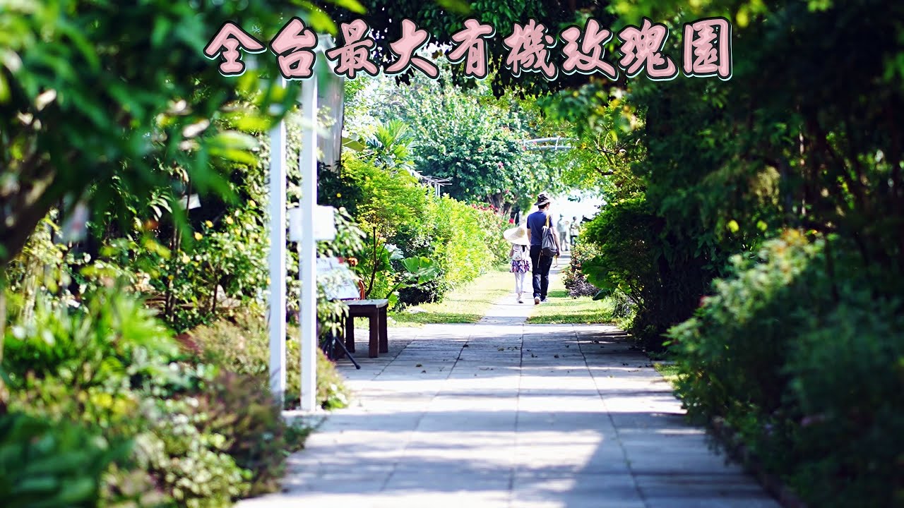 全台最大有機玫瑰園  屏東大花農場-大花節  2024新增露營及住宿區