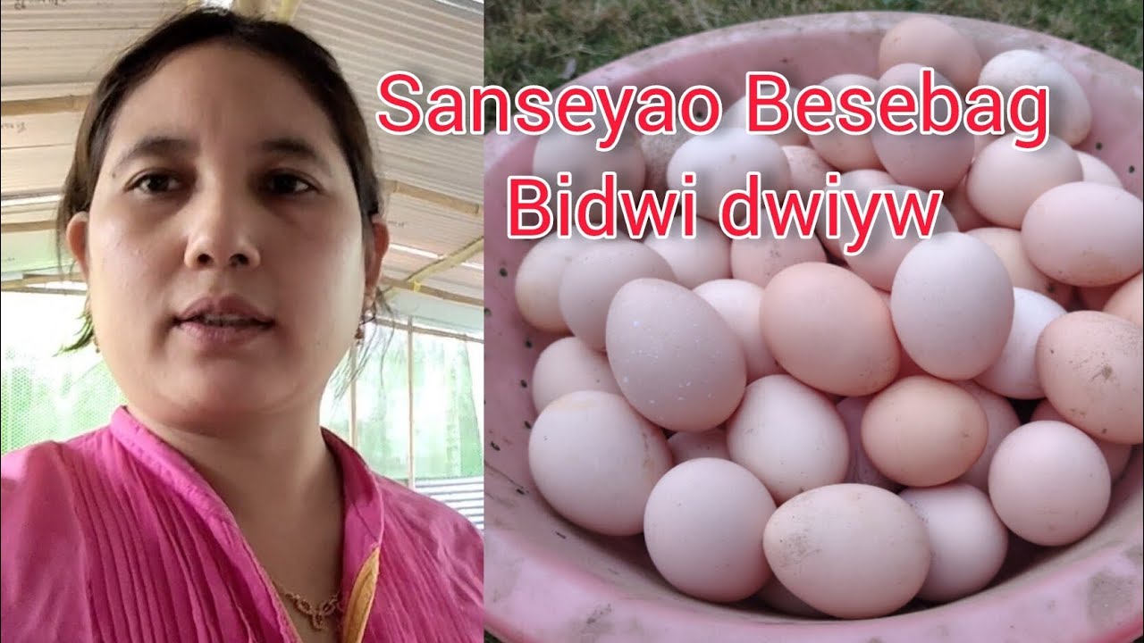 Sanseyao Besebag Bidwi dwiyw🥚 swgnaini pinnai @hanna moshahary 