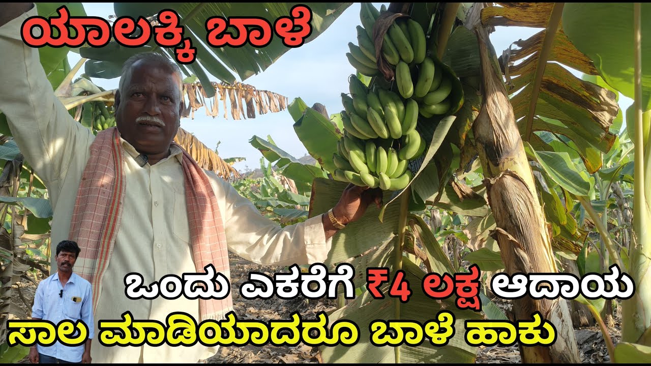 ಯಾಲಕ್ಕಿ ಬಾಳೆ|ಒಂದು ಗೋನೆ 14 k.g|ಎಕರೆಗೆ 4 ಲಕ್ಷ ಆದಾಯ
