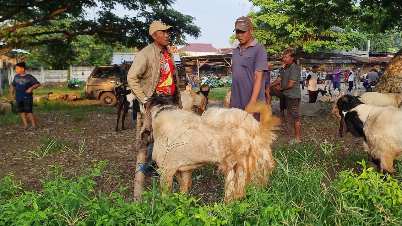 Male Goat Price Update at Rembang Sumberjo Market | Thursday, December 25, 2025