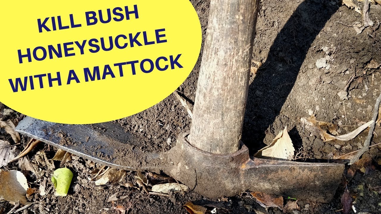 How to Kill Bush Honeysuckle with a Mattock 2018