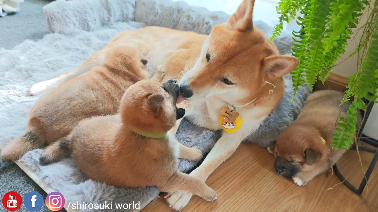 Open wide, it's mouth wash time!