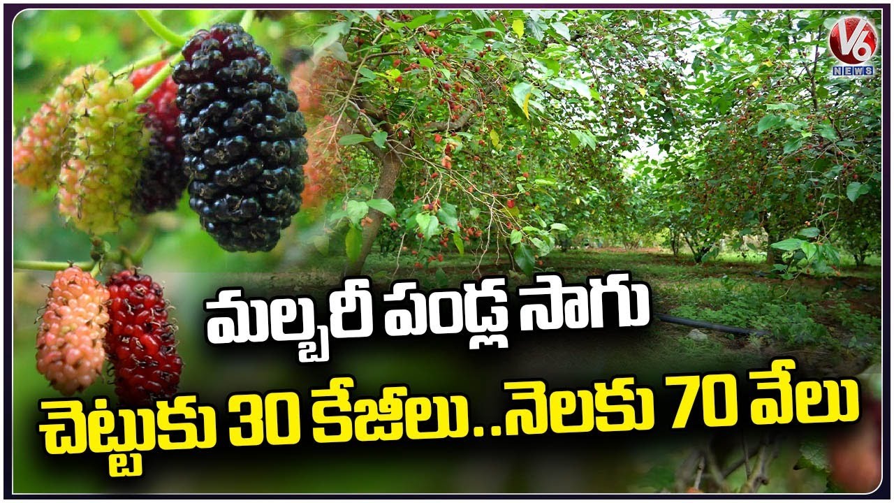 Mulberry Fruit: Cultivation Of Mulberry Plants At Ranga Reddy | V6 News