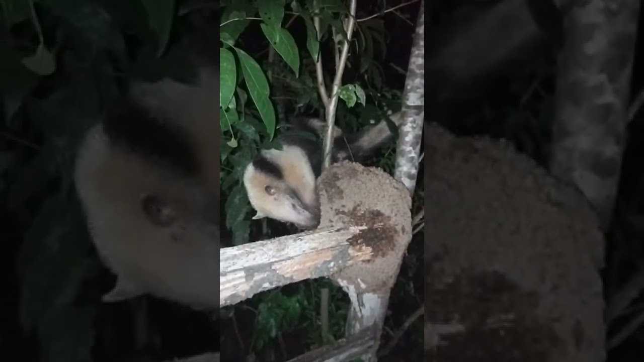 tamanduá comendo cupim maria&marimar