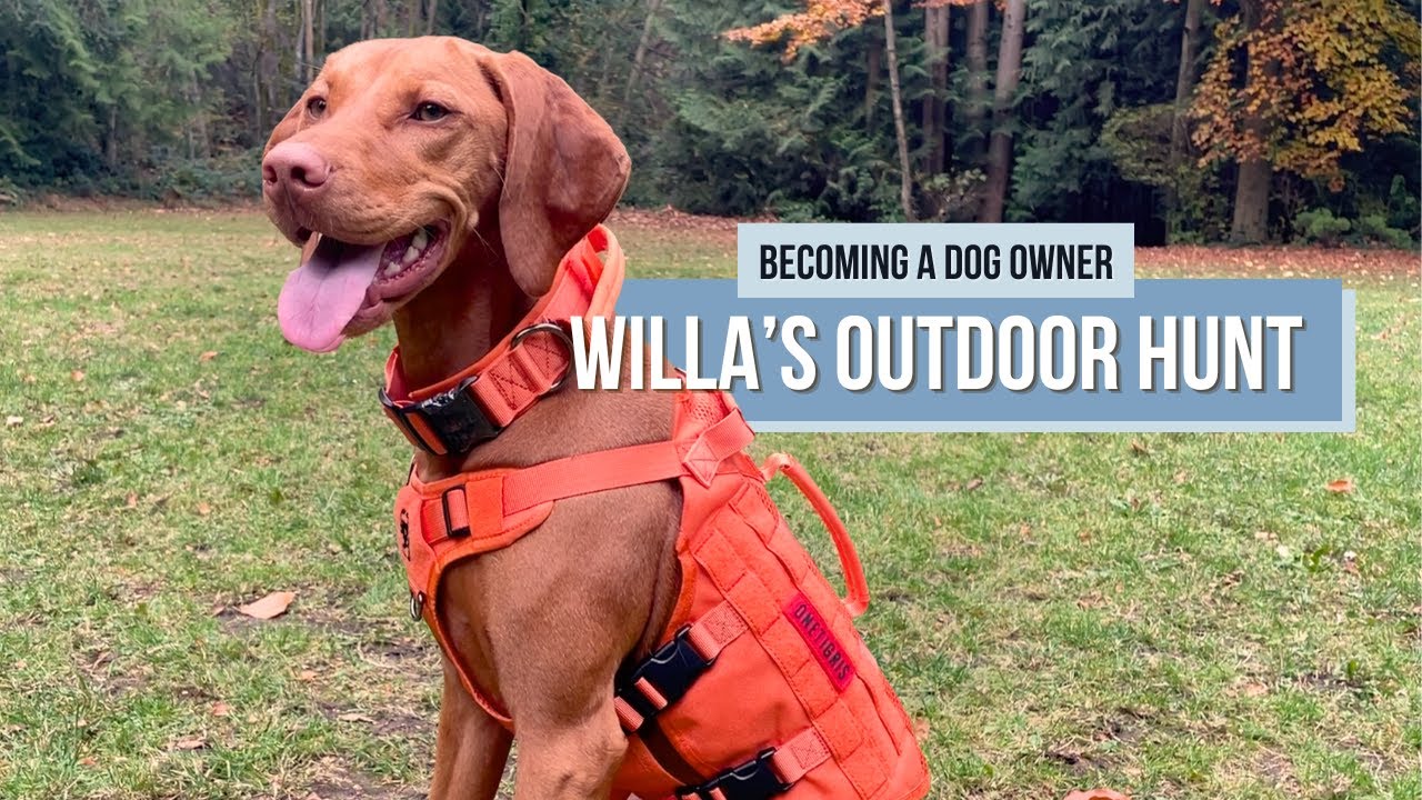 DIY Dog Hunt with OneTigris Dog Gear