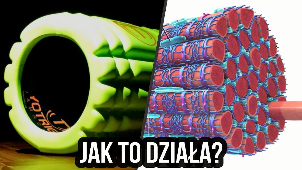 Rolujesz mięsień i powięź - Co DOKŁADNIE się w nich zmienia? [Dla ambitnych]