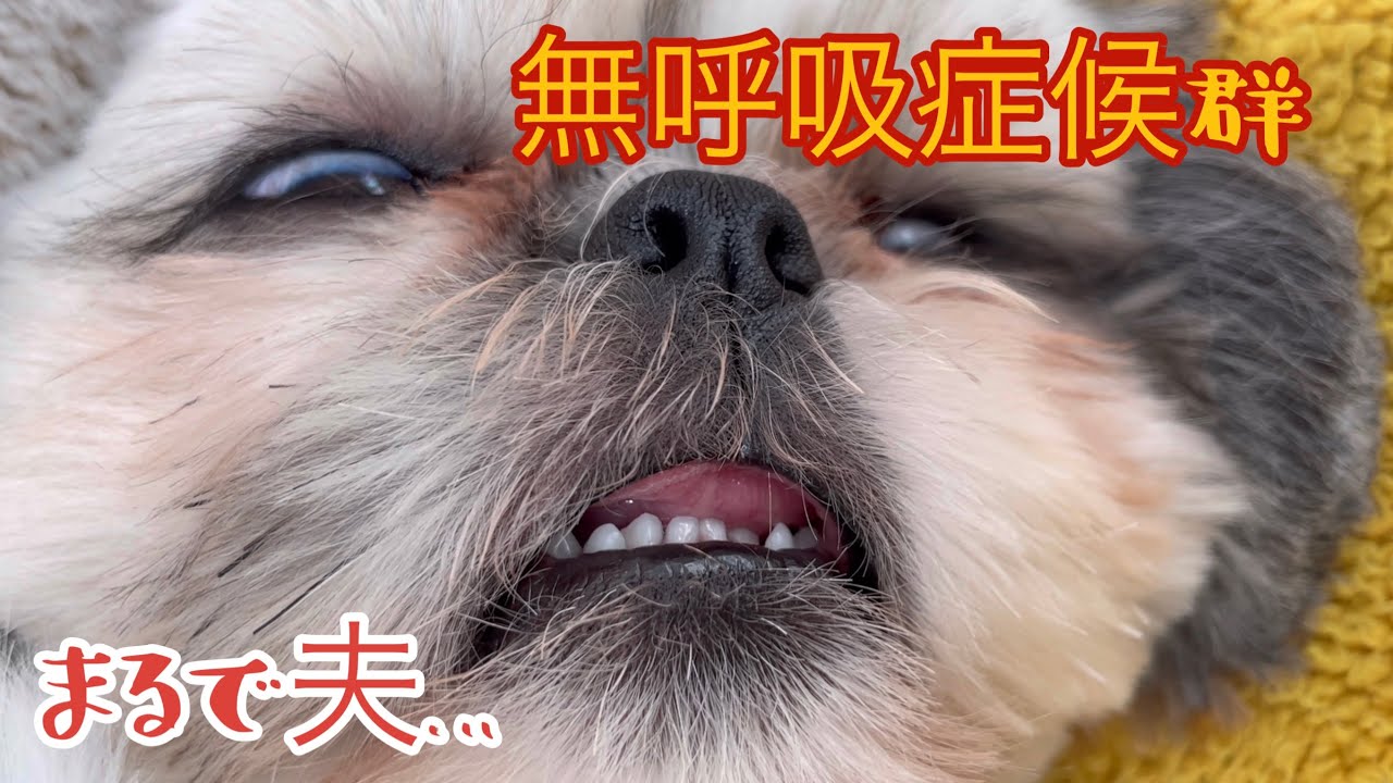 へそ天で寝ると無呼吸症候群になる犬、どうぞ息を止めずにご覧ください【シーズー】