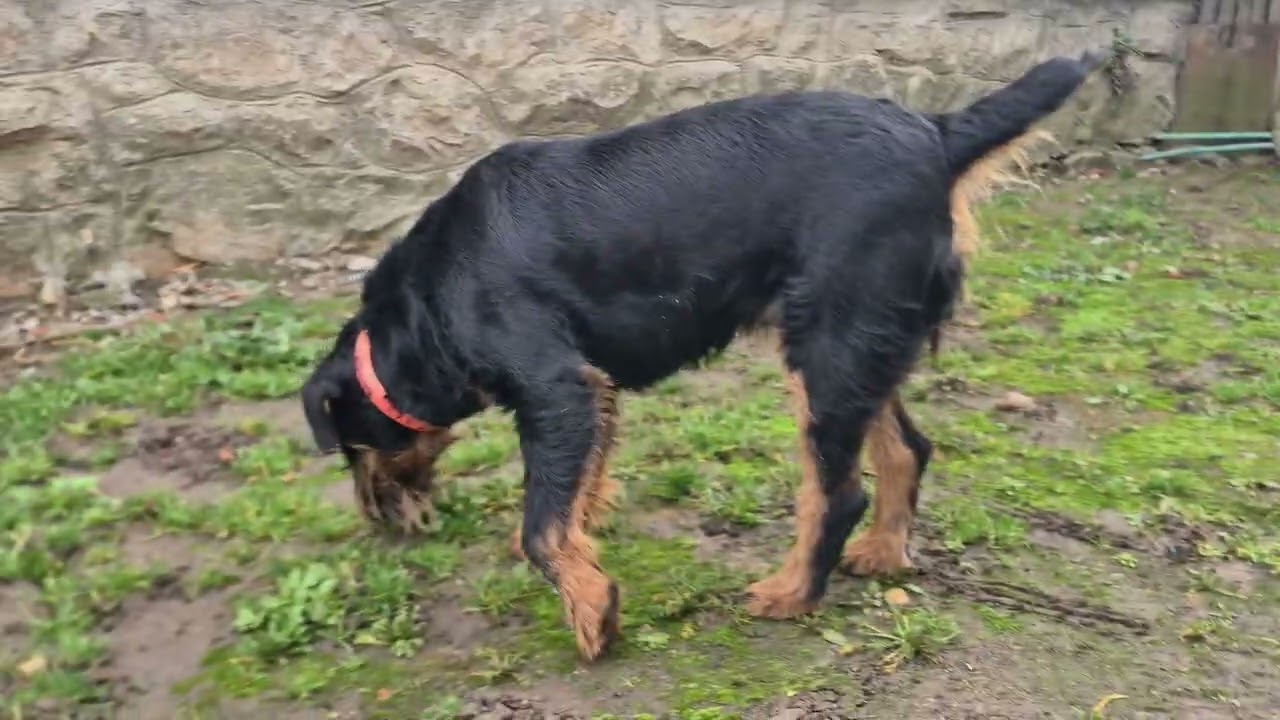 🐕‼️Dog searching for food ‼️🐕