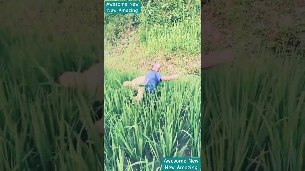 Manual insects control in Rice field farmers in China #insects #Rice #pestcontrol #plant-protection