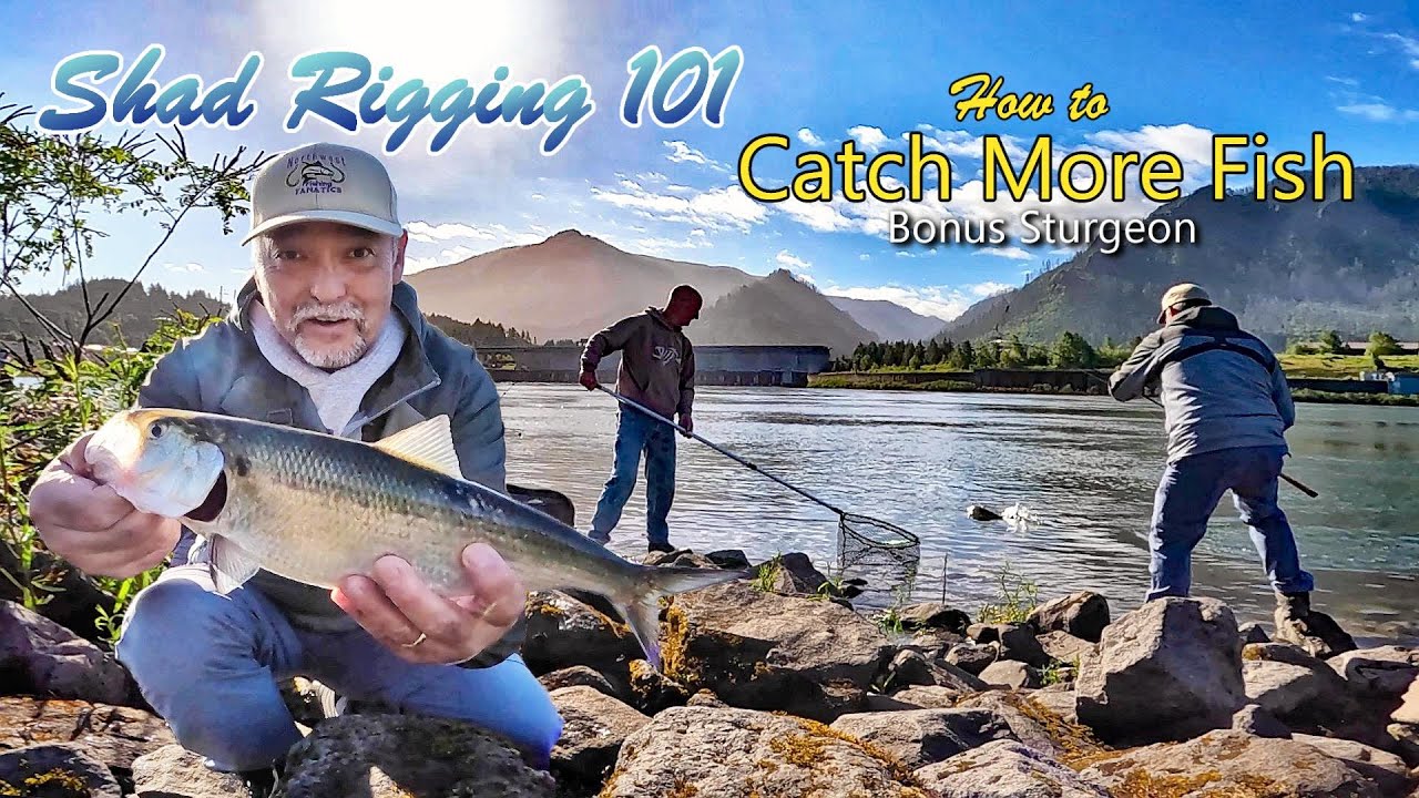 Surprise Sturgeon While Shad Fishing The Columbia River Below Bonneville Dam
