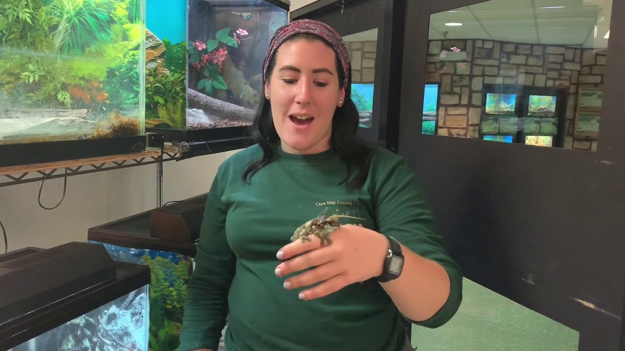 Day 10 - The Reptile House