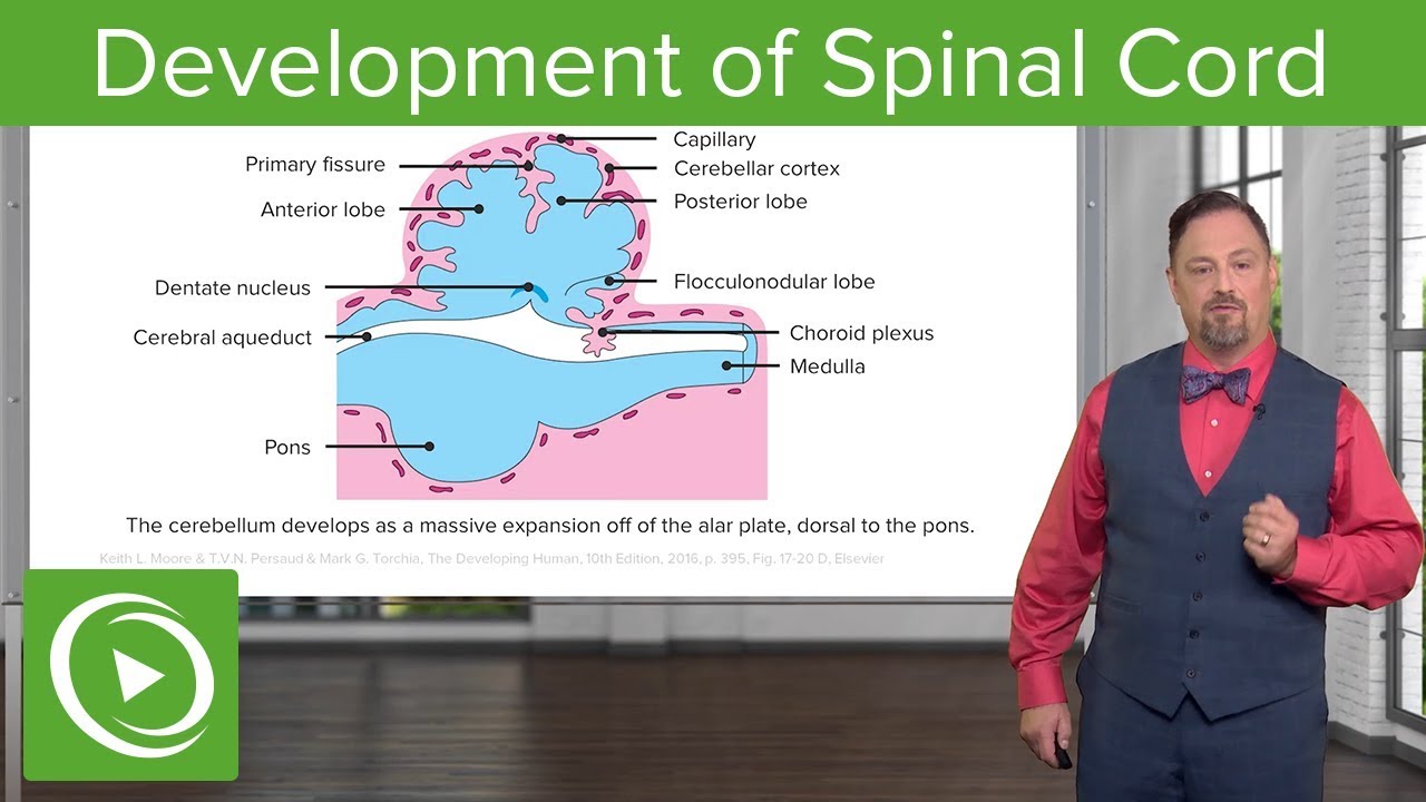 Development of Spinal Cord and Brainstem – Embryology | Lecturio