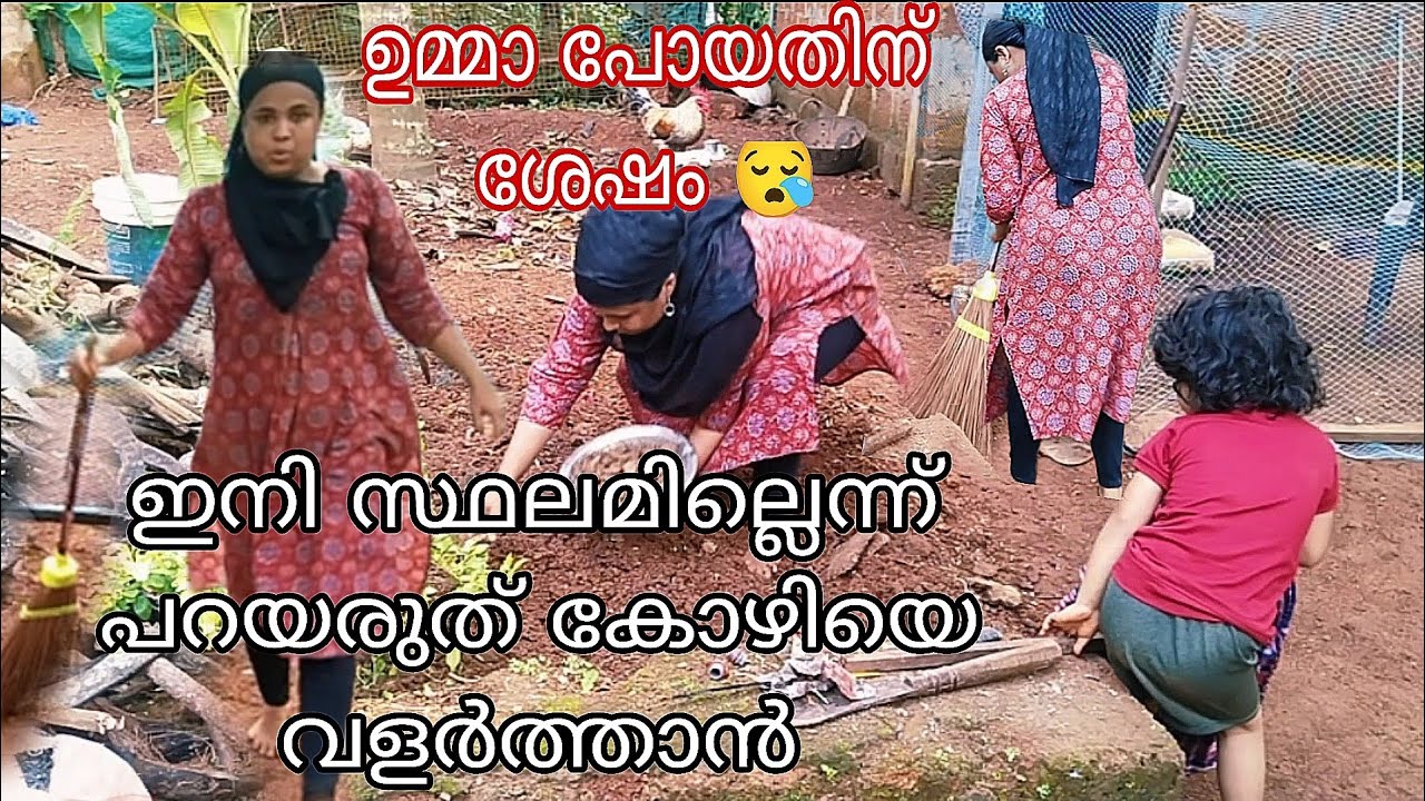 വീട്ടിൽ ഒരു കോഴിയെങ്കിലും ഇല്ലാത്തവർ ഉണ്ടെങ്കിൽ പെട്ടെന്ന് വളർത്തിക്കോളൂ #100%#trending #viral#life