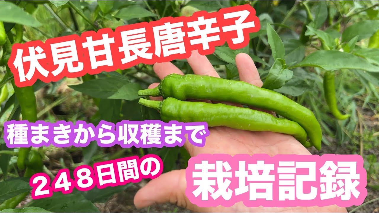伏見甘長の栽培　種まきから収穫まで248日間の記録