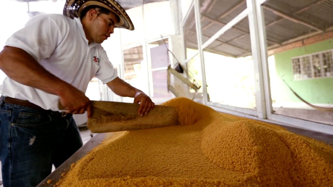Discover the Making of Colombian Panela Sugar (Video)