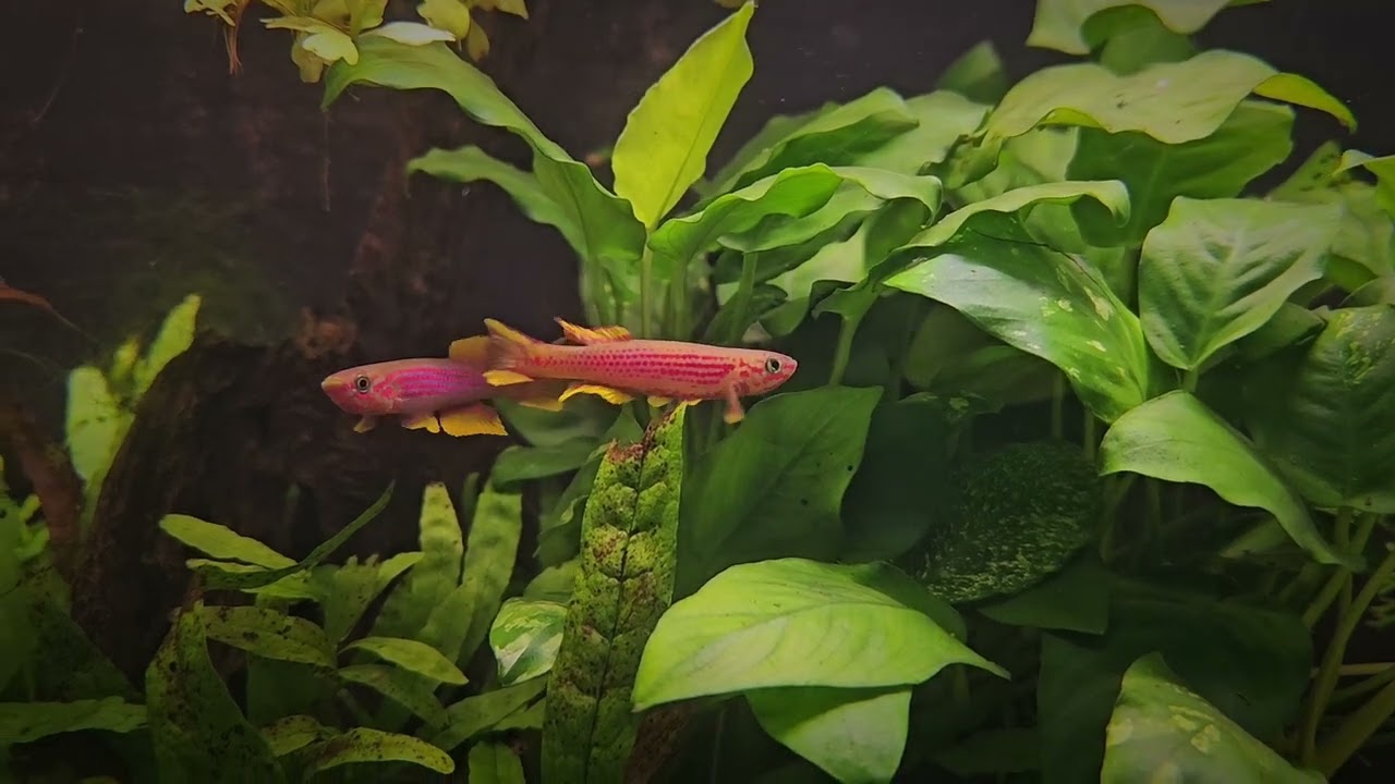 Killifish - Aphyosemion ottogartneri "Lutete"