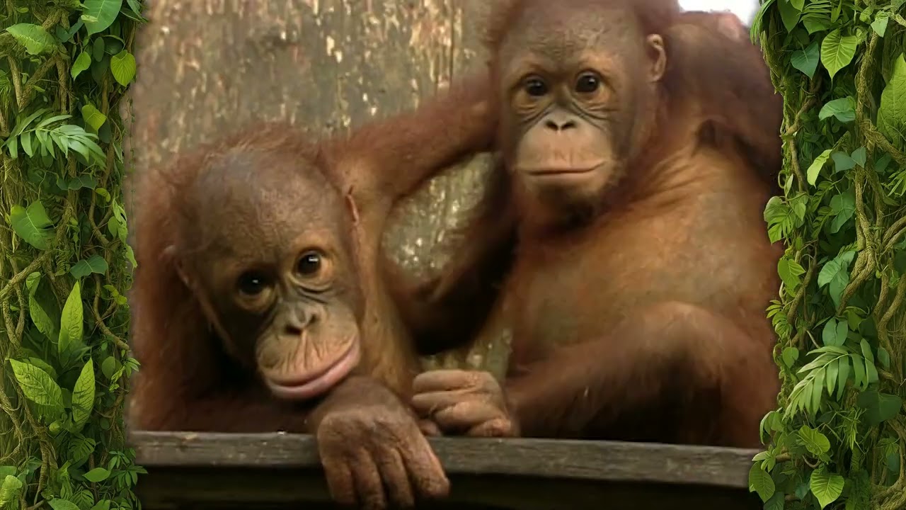 Orangutan adventure