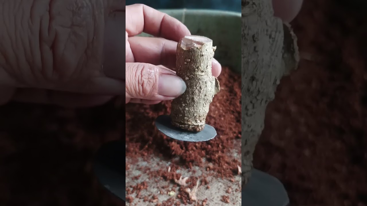 Learning bonsai grafting technique with aloevera 🙂🙂