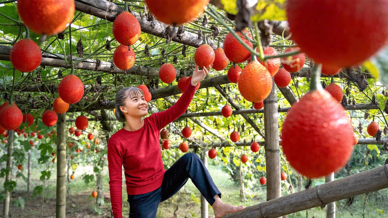 Harvesting 1000 GAC Fruits | Selling at Countryside Market | Rural Farming Life