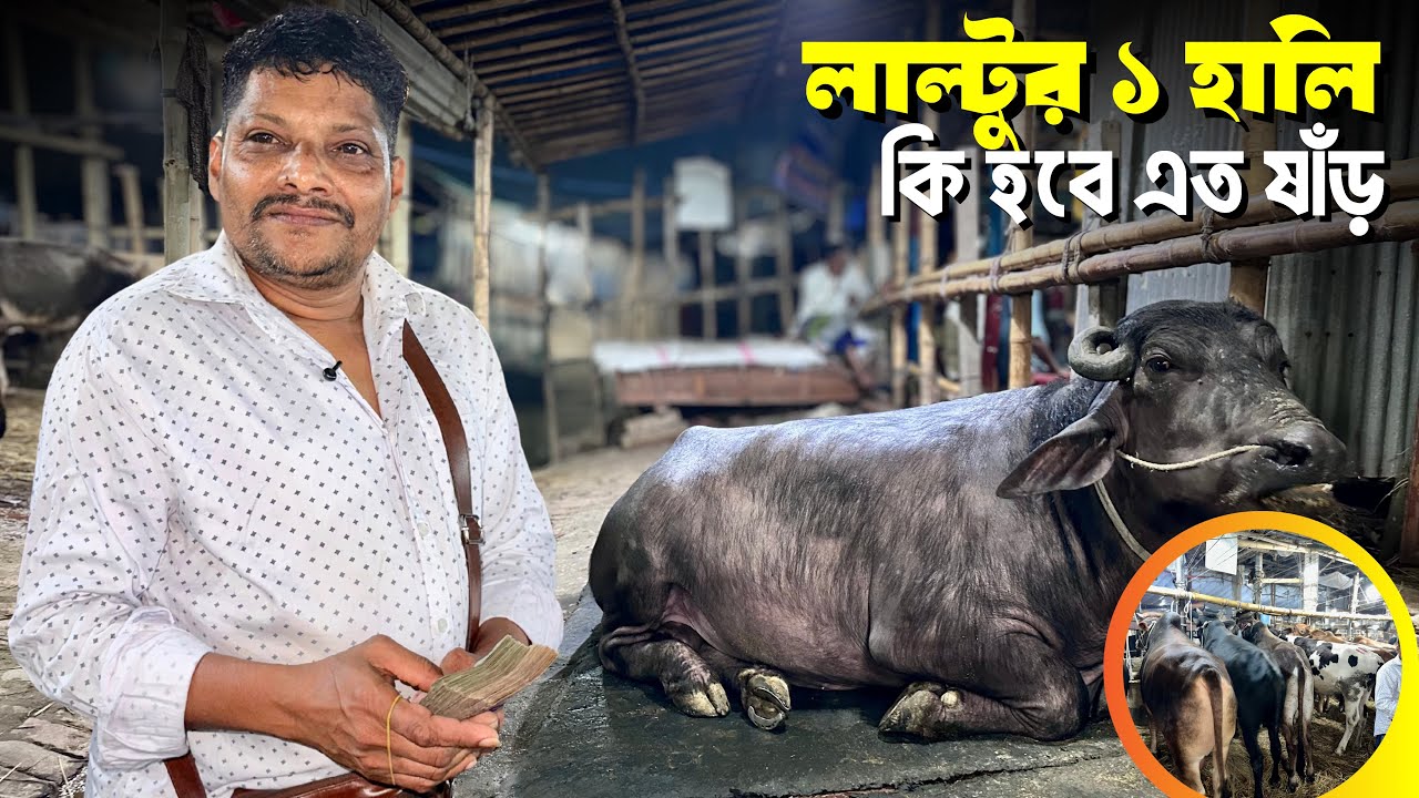 গাবতলী হাটে ঢুকেই এক হালি গরু! লাল্টু ভাইসহ একের পর এক ষাঁড় গরু কিনলেন আকরাম ভাই | Gabtoli Haat 