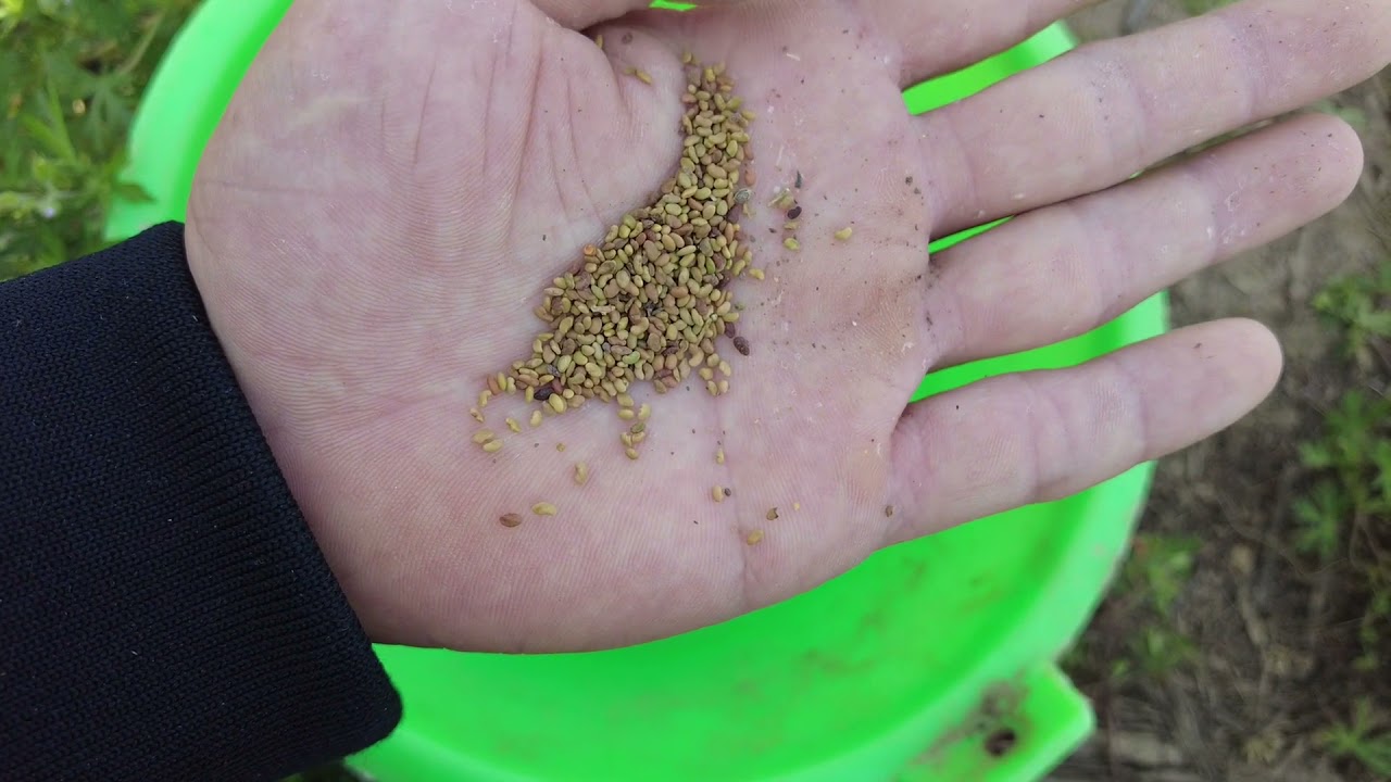 紫花苜蓿草种植过程，催芽播种覆土，记住这几点牧草发芽出苗快