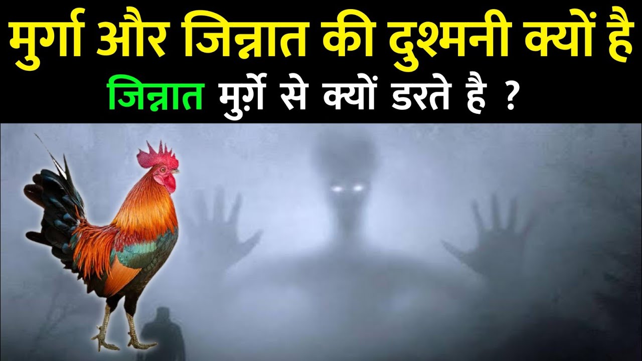 जिन्नात मुर्ग़े से क्यो डरते है ? मुर्गा और जिन्नात की दुश्मनी क्यों है ? Hazrat Ali Ne Farmaya