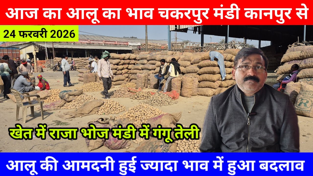 24 फरवरी 2026आज का आलू का भाव चकरपुर मंडी कानपुर से खेत में राजा भोज मंडी में गंगू तेली Aalu Ka Bhav