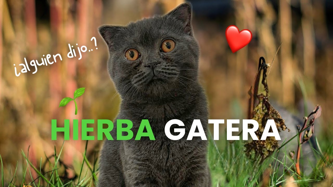 Cómo plantar HIERBA GATERA 🌱😻 | Probando el kit de Mercadona