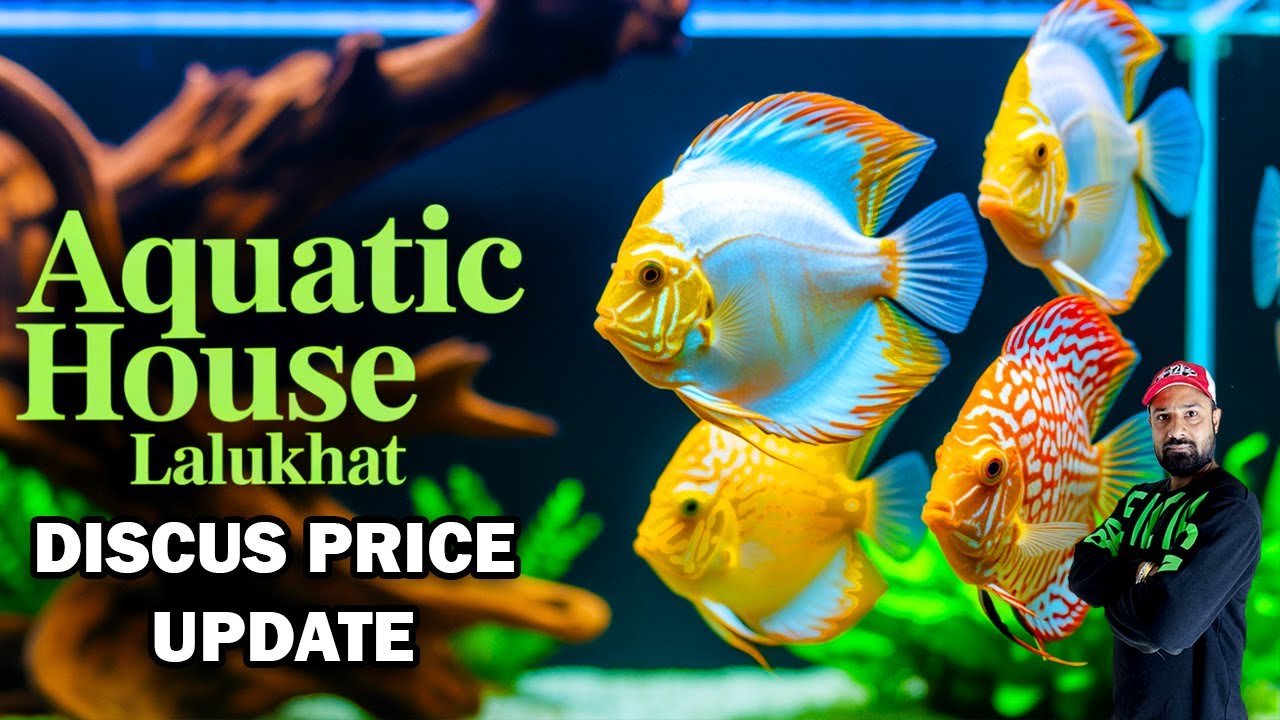 Exotic Discus Fish Sale Lalukhet 🔥 | Best Prices at Aquatic House 🐟