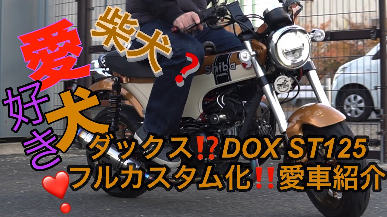 4miniダックスST125⁉️柴犬⁉️フルカスタム化されたDAX ST125