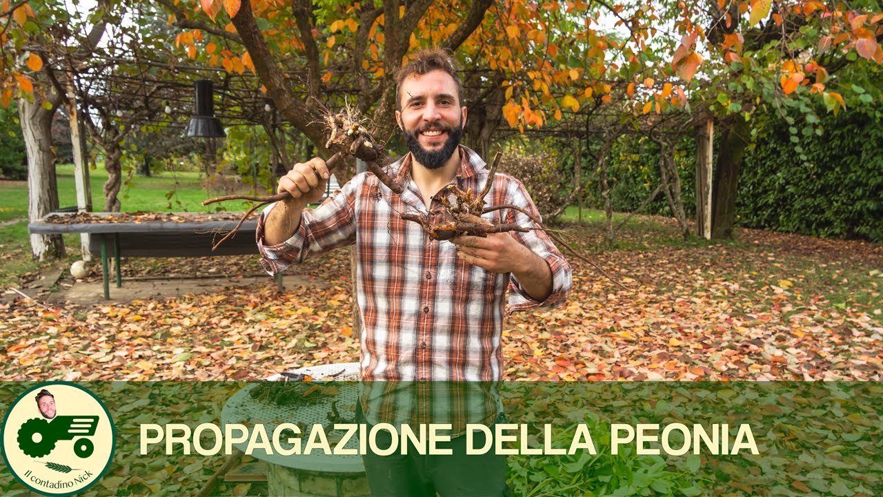 La PROPAGAZIONE della PEONIA - Il contadino Nick