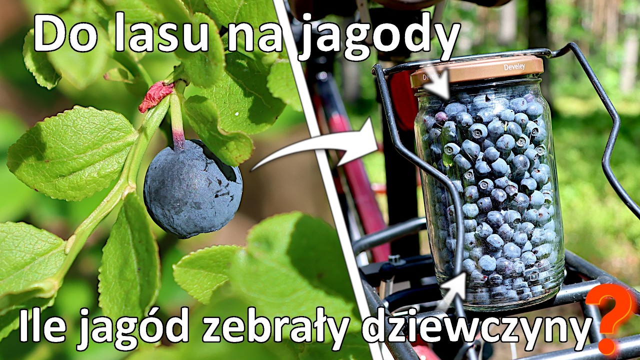 Do lasu na jagody - Będą pyszne pierogi z jagodami