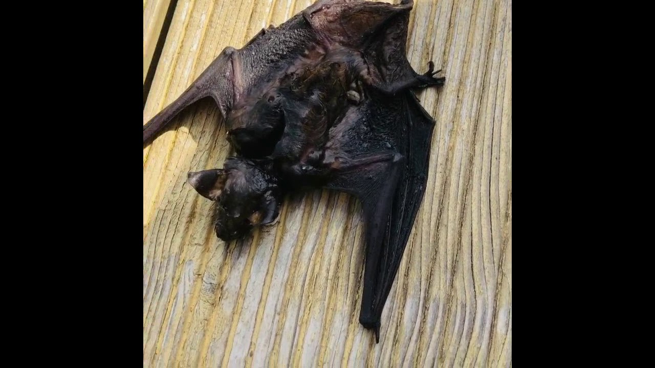 Frog vs bat
